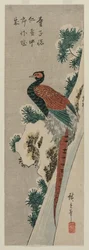 Kobberfasan ved Snowy Waterfall, slutten av 1830-tallet eller begynnelsen av 1840-tallet.