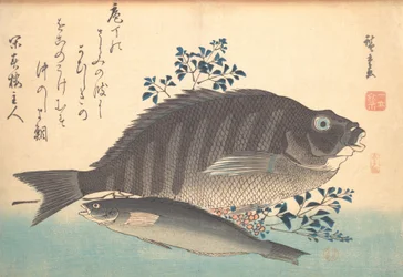 Shimadai og Ainame Fish, fra serien Uozukushi Every Variety of Fish, 1840-tallet, 1840-tallet.