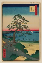 Panserhengende furu, Hakkeisaka