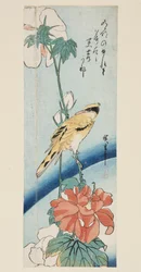 Hibiscus og svart-naped Oriole (farget treblokktrykk)