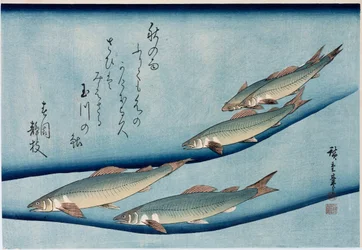Riverrout", fra serien "Collection of Fish"