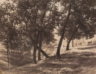 Trær, ca. 1855 (foto)