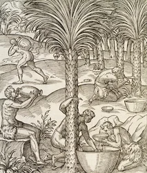 Innbyggere på Kapp Verde lager drinker fra palmetrær, gravering fra Universal Cosmology, av Andre Thevet (1504-1592), Paris, Afrika, 1575