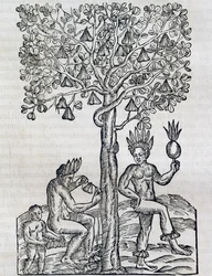 Nana frukt, tropisk medisinplante, gravering fra Universal Cosmology, av Andre Thevet (1504-1592), Paris