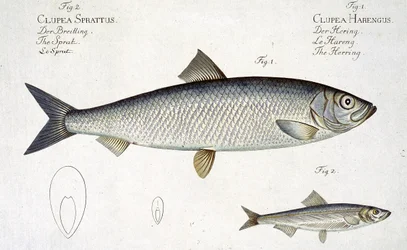 Sild (Clupea Harengus) (fig. 1) og brisling (Clupea Sprattus) plate XXIX fra 