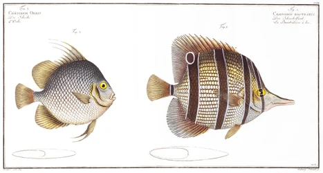 Orb fish: and Billed fish, utgitt av Black, ca. 1790 (trykk)