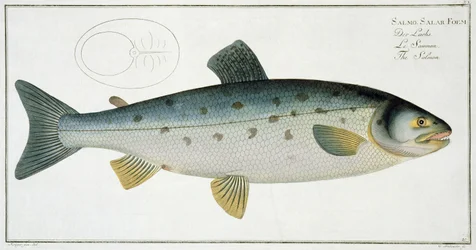 Salmon (Salmo Salar) tallerken XX fra 