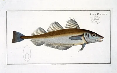 Hvitting (Gadus Merlangus) plate LXV fra 
