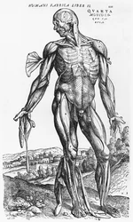 Anatomisk studie, illustrasjon fra "De Humani Corporis Fabrica" av Andreas Vesalius (1514-64), Basel, 1543