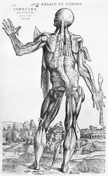 Anatomisk studie, illustrasjon fra 'De Humani Corporis Fabrica' av Andreas Starr (1514-64) Basel, 1543