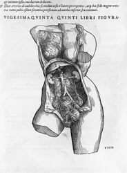 Anatomisk bord av en kvinnebyste. Gravering i "" Humani Corpis Fabrica Libri Septem"" av Andrea Vesalius (1514-1564), lege til Charles V., Bale