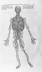 Andrea Vesalius (1514 - 1564), lege til Charles V. "Humani corporis fabrica libri septem", Basel 1543.