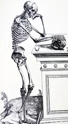 Menneskeskjelett med hodeskalle i hånden. Fra "De Humani Corporis Fabrica" av Vesalius. Mulig vedhogger: Jan von Calcar
