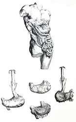 Platene fra den femte boken til De Humani Corporis Fabrica