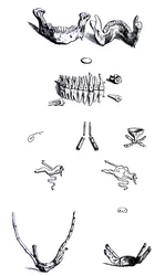 Platene fra den første boken til De Humani Corporis Fabrica