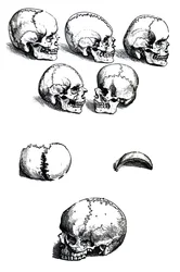 Platene fra den første boken til De Humani Corporis Fabrica av Andreas Vesalius, (1514-1564)