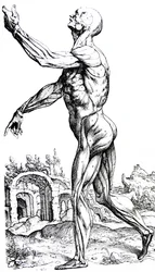 Platene fra den andre boken til De Humani Corporis Fabrica