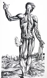 Platene fra den andre boken til De Humani Corporis Fabrica