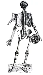 Platene fra den syvende boken til De Humani Corporis Fabrica