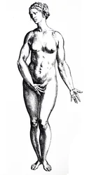 Platene fra den syvende boken til De Humani Corporis Fabrica