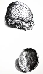Platene fra den syvende boken til De Humani Corporis Fabrica