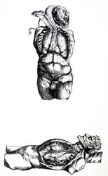 Platene fra den sjette boken til De Humani Corporis Fabrica