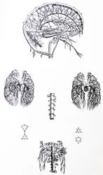 Platene fra den tredje boken til De Humani Corporis Fabrica