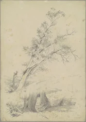 Trær, Hudson