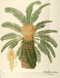 Sagopalme (Cycas revoluta Thunb), Cycadaceae av Angela Rossi Bottione, akvarell
