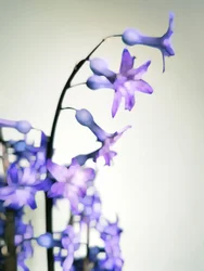 Delikate lilla blomster