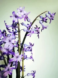 Lilla hyasinter i blomst