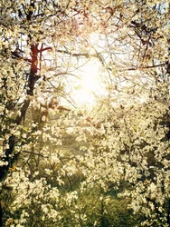 Strålende vårblomster