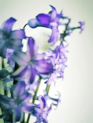 Myke lilla blomster
