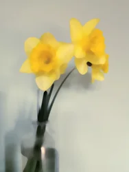 Myke, gule påskeliljer