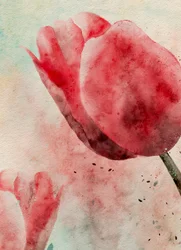 Fargerike tulipaner i akvarell