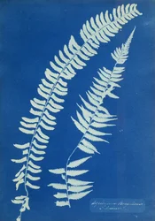Asplenium Braziliense, Sør-Amerika, ca. 1850