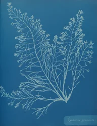 Cystoseira granulata, ca. 1853.