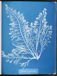 Cystoseira granulata, fra "Photographs of British Algae: Cyanotype Impressions", utgitt 1843-53