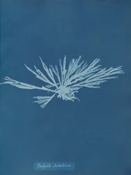 Dictyota dichotoma, ca. 1853.    1195401   no       norwegian Successfully Translated  Original: La Croisette, Cannes (oil on canvas) Translat: La Croisette, Cannes (oil on canvas) 1417499 no norwegian Successfully Translated Original: Lady Torrens and Fam