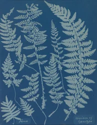 Bregner. Prøve av cyanotype, 1840-tallet.