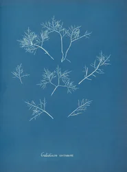 Kornealfrost, ca. 1853