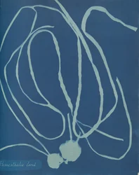 Himanthalia-blomst, ca. 1853