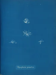 Polysiphonia parasitica, ca. 1853.