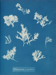 Ptilota plumosa. ß kapillærer, ca. 1853.