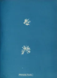 Schizonema Smithii, ca. 1853.