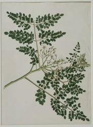 Moringa oleifera, også kalt pepperrottre, eller trommestikktre (akvarell på papir)