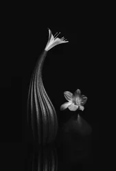Elegant blomsterstilleben