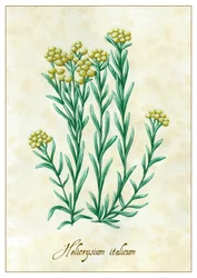 Helichrysum italicum, 2015 (gouache)