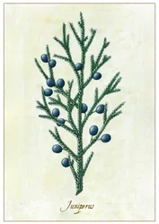 Juniperus, 2015 (gouache)