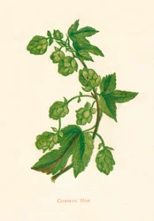 Vanlig humle, c1891, 1891